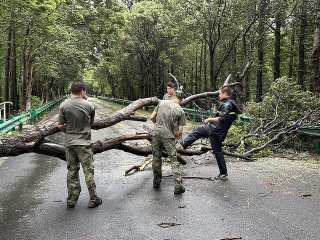 “贝碧嘉”来袭高压线断裂致小区380户断电，上海金山快速处置