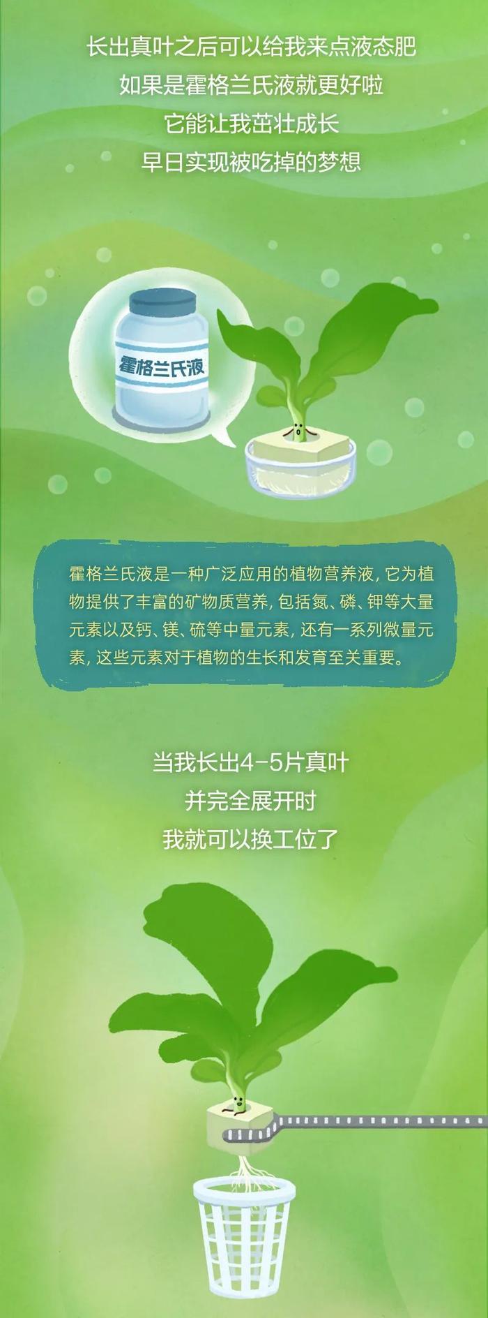 这种蔬菜，高纤维、低嘌呤，还能降低胆固醇！减肥的人吃想长胖都难