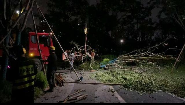 最强台风过境，这群青年连夜扶树、种树、清理道路