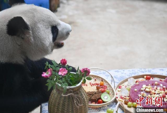 浙江杭州：大熊猫享用“中秋大餐”