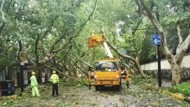 台风后，上海徐汇各职能部门及街镇为城市快速按下“复原键”