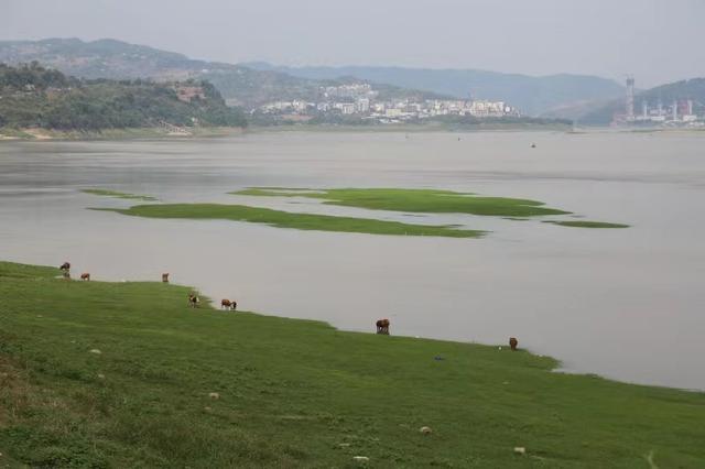 重庆涪陵：江畔草原变湿地风景