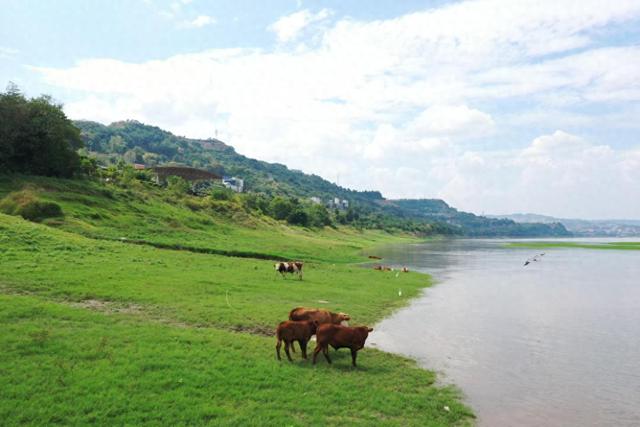 重庆涪陵：江畔草原变湿地风景