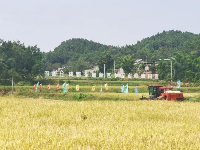 天府粮仓东部新区高标准农田喜获丰收 为四川浅丘水稻高产种植摸索出新路子