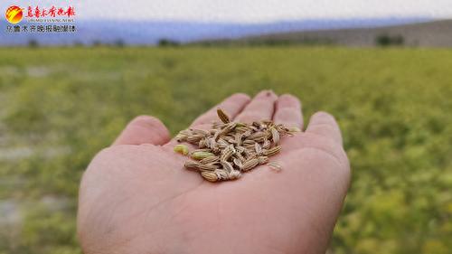 走进乡村看振兴丨荒地成良田 小茴香飘香增收路