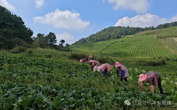 寻甸金所：一抹绍菜绿 铺开致富路