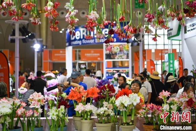 中国昆明国际花卉展启幕 观众遨游“花花世界”