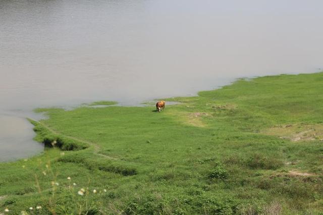 三峡蓄水后江畔草原变湿地风景美如画