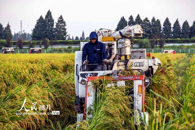 江苏泰州：制种水稻收割忙