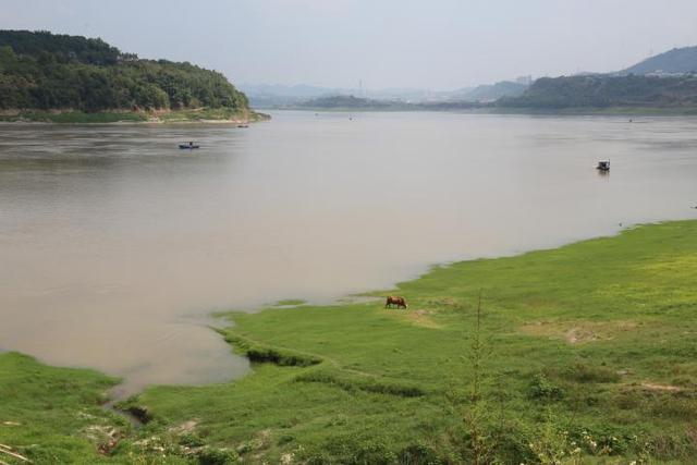 三峡蓄水后江畔草原变湿地风景美如画