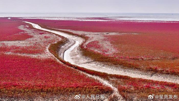 航拍辽宁红海滩好像巨幅红毯