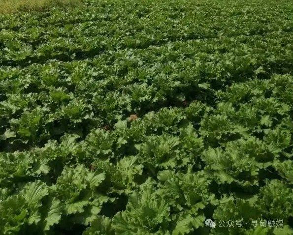 寻甸金所：一抹绍菜绿 铺开致富路