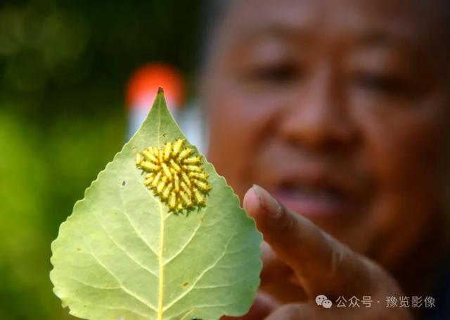 保护黄河生态的“战虫斗士”