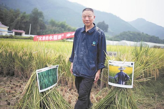 稻田琐记 田埂上那些美好的事物