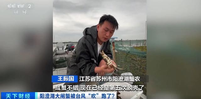 冲上热搜！台风直扑！大闸蟹被“吹”跑了？记者实地探访