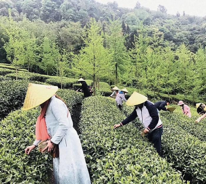 陆游在崇州留下百余首诗词，曾多次为这两种“宝物”点赞！