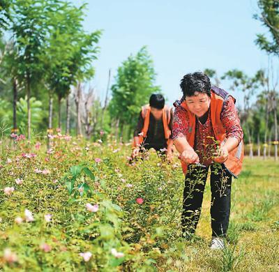 如何帮污染土壤恢复健康？