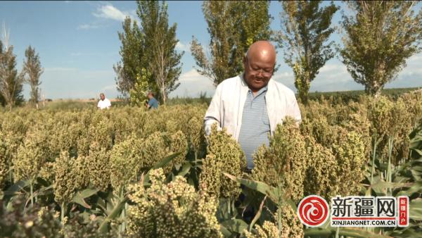 新疆双河：特色种植增效益 拓宽增收致富路