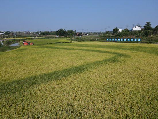 重庆永川：党建引领农机社会化服务 助推村级集体经济“提质增速”