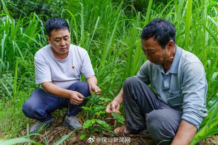 在龙陵听咖农讲咖啡故事——尹茂荣：明年咖啡就投产 很期待