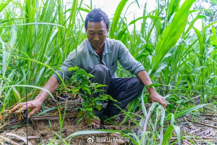 在龙陵听咖农讲咖啡故事——尹茂荣：明年咖啡就投产 很期待