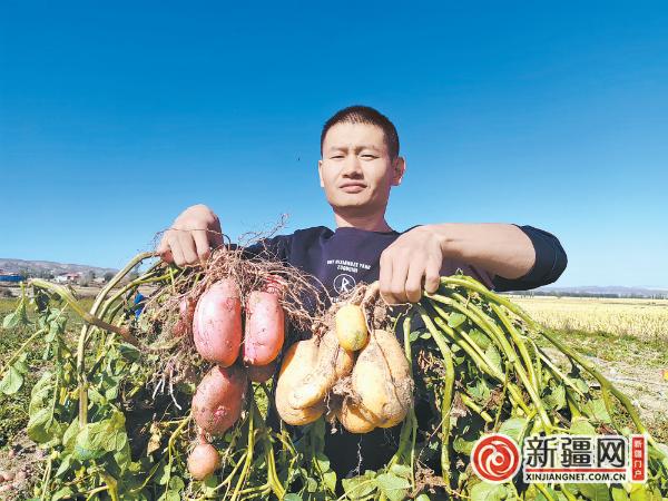 【走进乡村看振兴】让彩色土豆在乌鲁木齐市落地生根