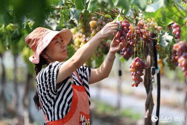 礼赞丰收中国，让我们致敬农民礼赞丰收！[礼赞丰收中国,致敬辛勤耕耘]绘就乡村振兴新画卷(图2)