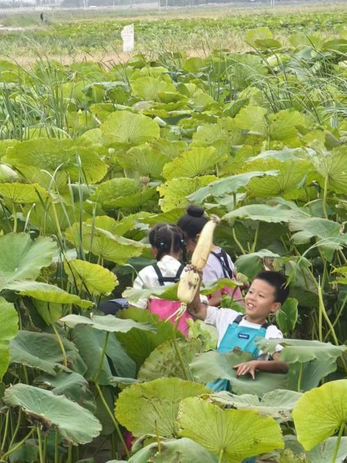 当丰收节与研学“擦”出火花 “藕”遇丰收 乐趣无限