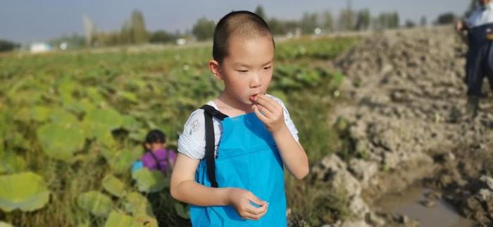 当丰收节与研学“擦”出火花 “藕”遇丰收 乐趣无限