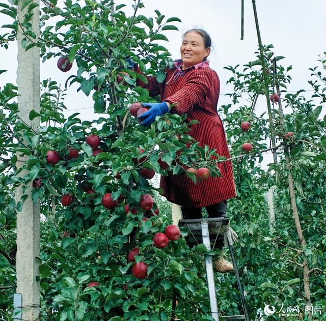 禮贊豐收中國(guó)，讓我們致敬農(nóng)民禮贊豐收！[禮贊豐收中國(guó),致敬辛勤耕耘]繪就鄉(xiāng)村振興新畫(huà)卷(圖10)