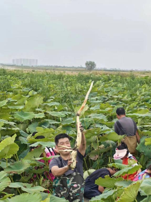 当丰收节与研学“擦”出火花 “藕”遇丰收 乐趣无限