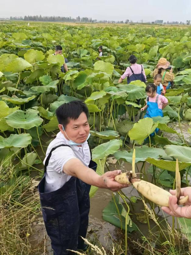 当丰收节与研学“擦”出火花 “藕”遇丰收 乐趣无限