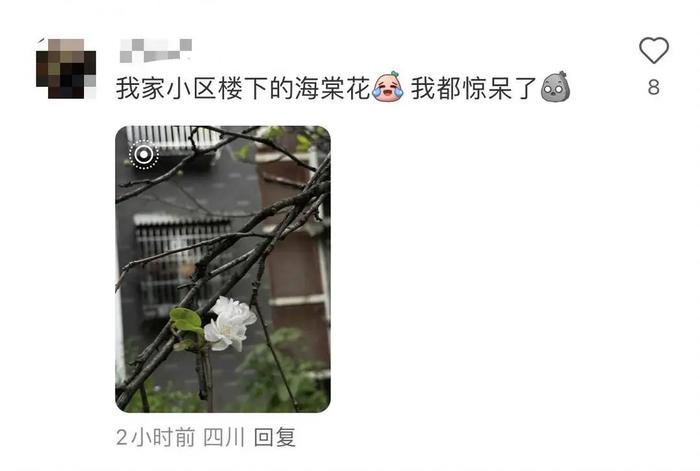 “桂花不开樱花开，成都9月有点怪”，专家解读玉兰、蓝花楹等二次盛开→