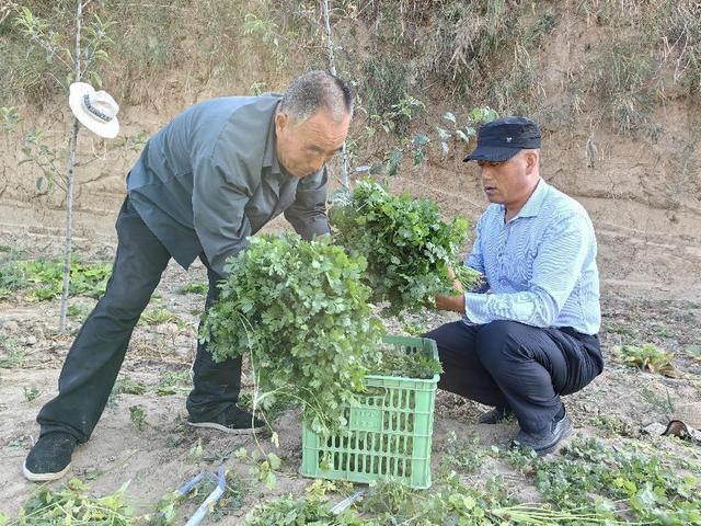 彬州市北极镇：建好“菜园子”丰富群众“菜篮子”