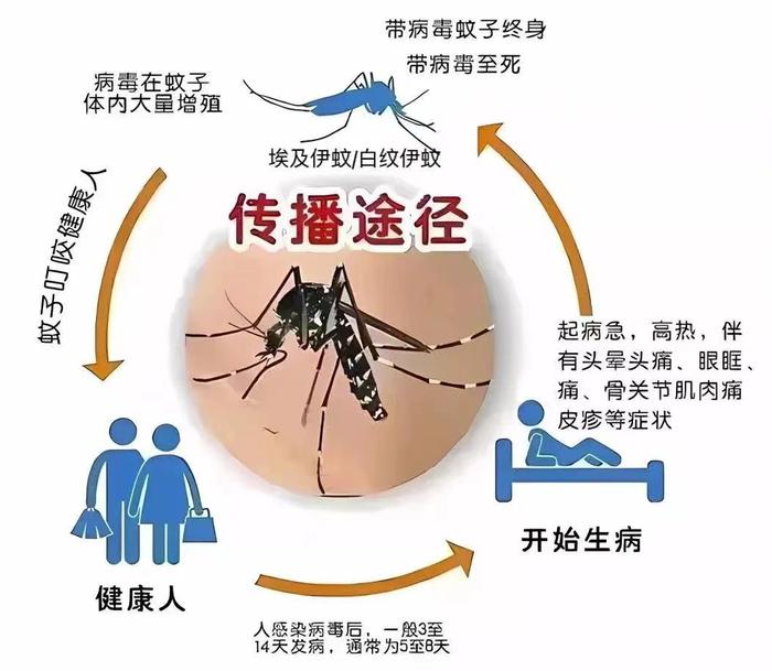 南海疾控最新公布：119个社区有登革热病例！1只蚊感染登革热能传多少人？