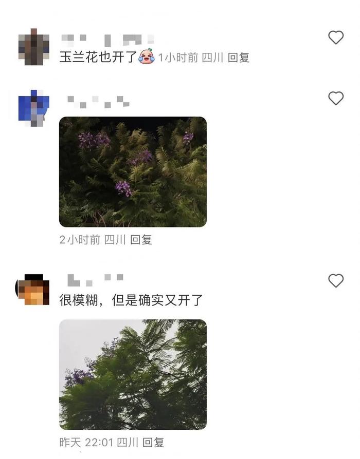 “桂花不开樱花开，成都9月有点怪”，专家解读玉兰、蓝花楹等二次盛开→