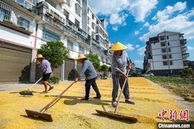 重庆万州：高海拔地区晚稻熟 绘就金秋好“丰”景