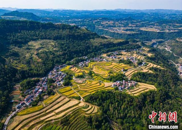 重庆万州：高海拔地区晚稻熟 绘就金秋好“丰”景