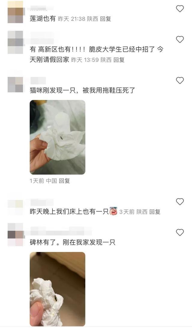 西安多区高层发现隐翅虫？千万别拍！有人险丧命！