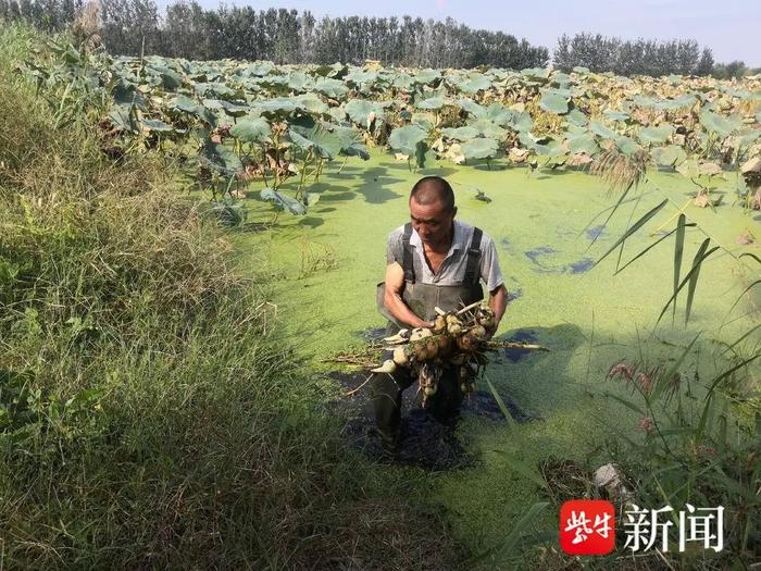 喷错农药！300亩莲藕缩成“糖葫芦”