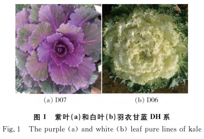 胡萝卜素是西兰花的29倍！这种蔬菜抗氧化、促排便、控血压，错过太可惜