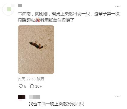 西安多区高层发现隐翅虫？千万别拍！有人险丧命！