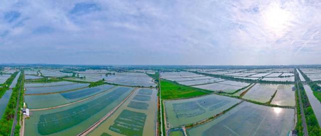 南京市溧水区晶桥镇水晶村：万亩螃蟹迎丰收