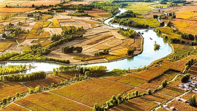 金秋时节 甘肃张掖黑河两岸大地铺金生态美