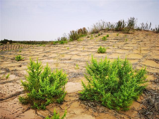 磴口县生态治理绘就沙漠新图景