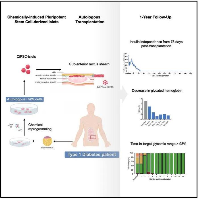 实现功能性治愈糖尿病！我国科学家取得新突破