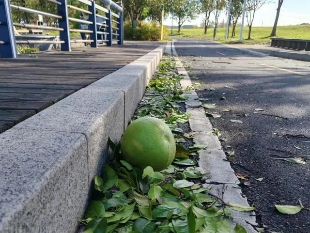 不能吃！无锡正大量出现