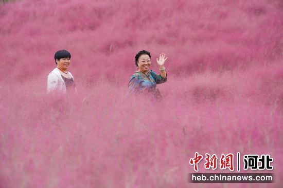 邯郸市丛台区“粉黛花田”宛若仙境