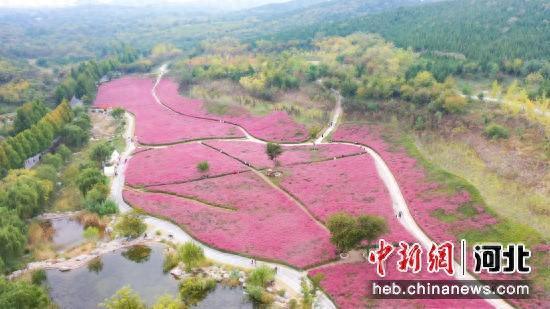 邯郸市丛台区“粉黛花田”宛若仙境