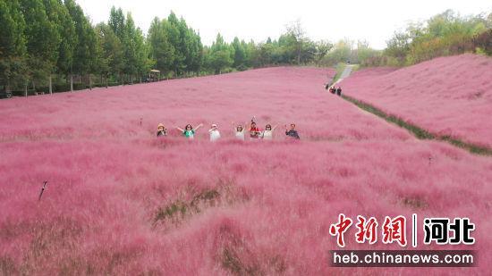 邯郸市丛台区“粉黛花田”宛若仙境